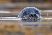 Seal. Photo by David Gifford.