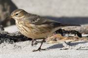 Buff Bellied Pipit. Photo by Roger Riddington.