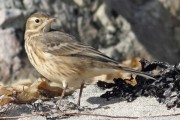 Buff Bellied Pipit. Photo by Roger Riddington.