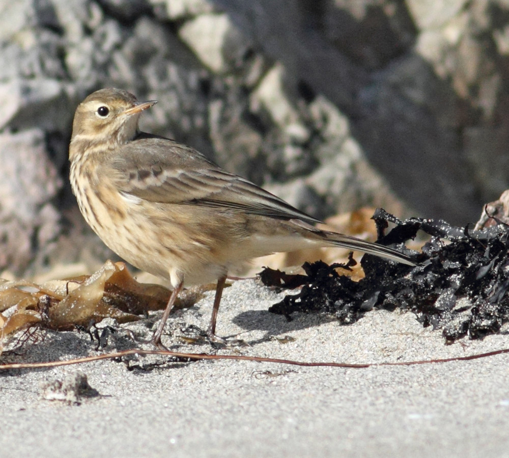 Shetland NatureBuff-Bellied Pipit, Rerwick beach, Scousbourgh