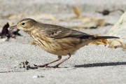 Buff Bellied Pipit. Photo by Roger Riddington.