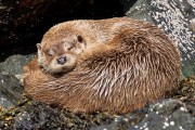 Sleeping otter. Photo by Nigel McCall.