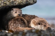 Otters