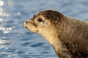 Common Seal