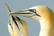 Gannets