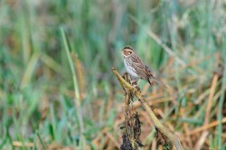 Little Bunting