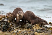 Otter family. Photo by Lauren Cooney.
