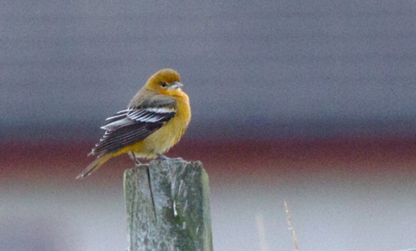 Baltimore Oriole at Baltasound, Unst. Photo by Ian Cowgill.
