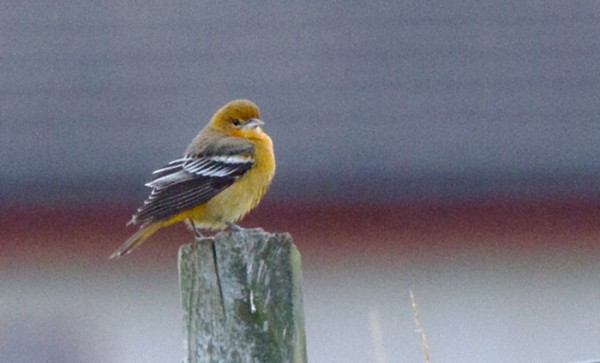 Baltimore Oriole at Baltasound, Unst. Photo by Ian Cowgill.