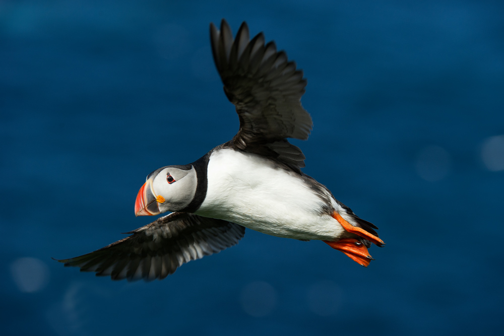 Atlantic puffin