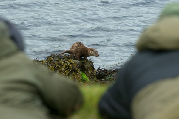 Photographing otters. Photo by Brydon Thomason.