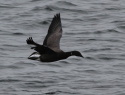 Dark bellied Brent Goose, Skaw, Autmn 2013. Photo by Martin Garner.