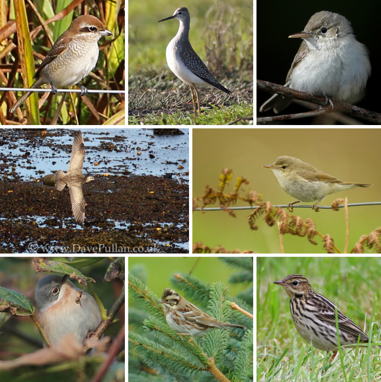 Row 1: Hudsonian Whimbrel - Dave Pullan; Baltimore Oriole - Ian Cowgill; Brown Shrike - Jim Nicolson; Eastern Olivaceous Warbler - Jim Nicolson; Pechora Pipit - George Petrie; Row 2: Subalpine Warbler - Martin Garner; Hornemann's Arctic Redpoll - Brydon Thomason; Arctic Warbler - Mike Pennington; Blyth's Reed Warbler - Brydon Thomason; Lesser Yellowlegs - George Petrie.