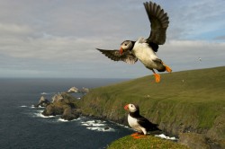 Wide angle photo of puffins at Hermaness