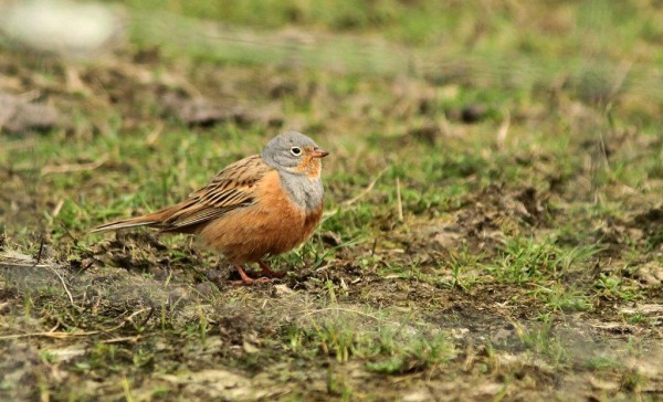 Cretzschmar's Bunting. Photo by Deryk Shaw.