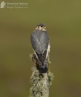 Male Merlin on post. Photo by Brydon Thomason. Male Merlin on post. Photo by Brydon Thomason.