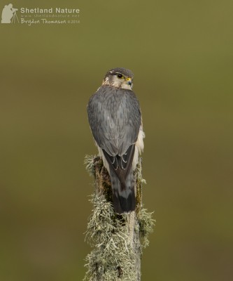 Male Merlin on post. Photo by Brydon Thomason.