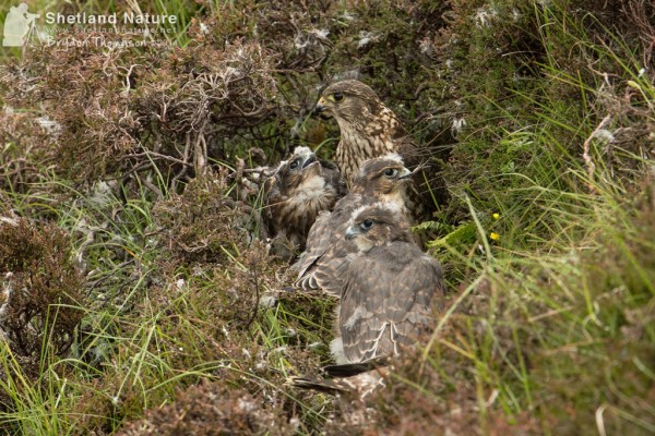 Female Merlin with brood. Photo by Brydon Thomason.