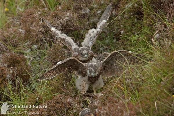 Merlin fledglings. Photo by Brydon Thomason.