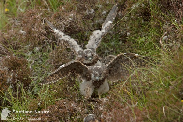Merlin fledglings. Photo by Brydon Thomason. Merlin fledglings. Photo by Brydon Thomason.