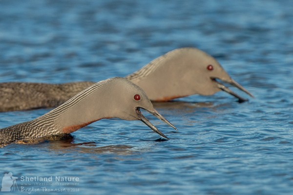Photo by Brydon Thomason. Photo by Brydon Thomason.