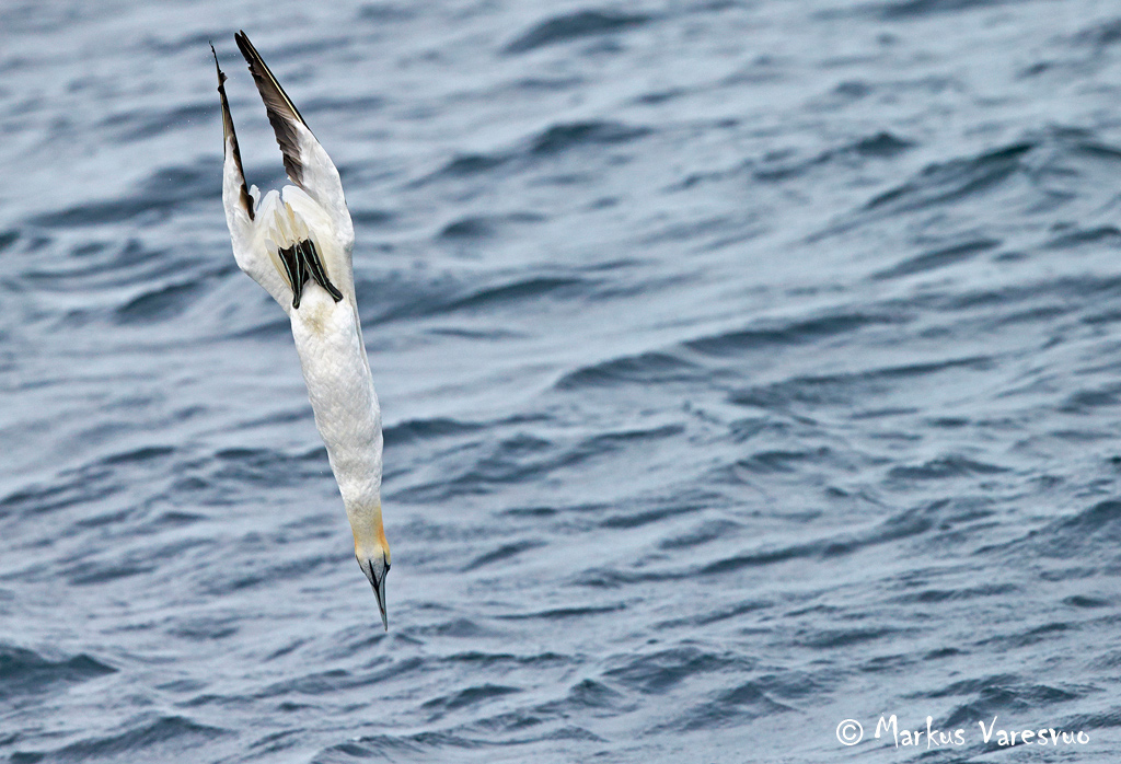 Photo by Markus Varesvuo. Gannet41_MV-rgb