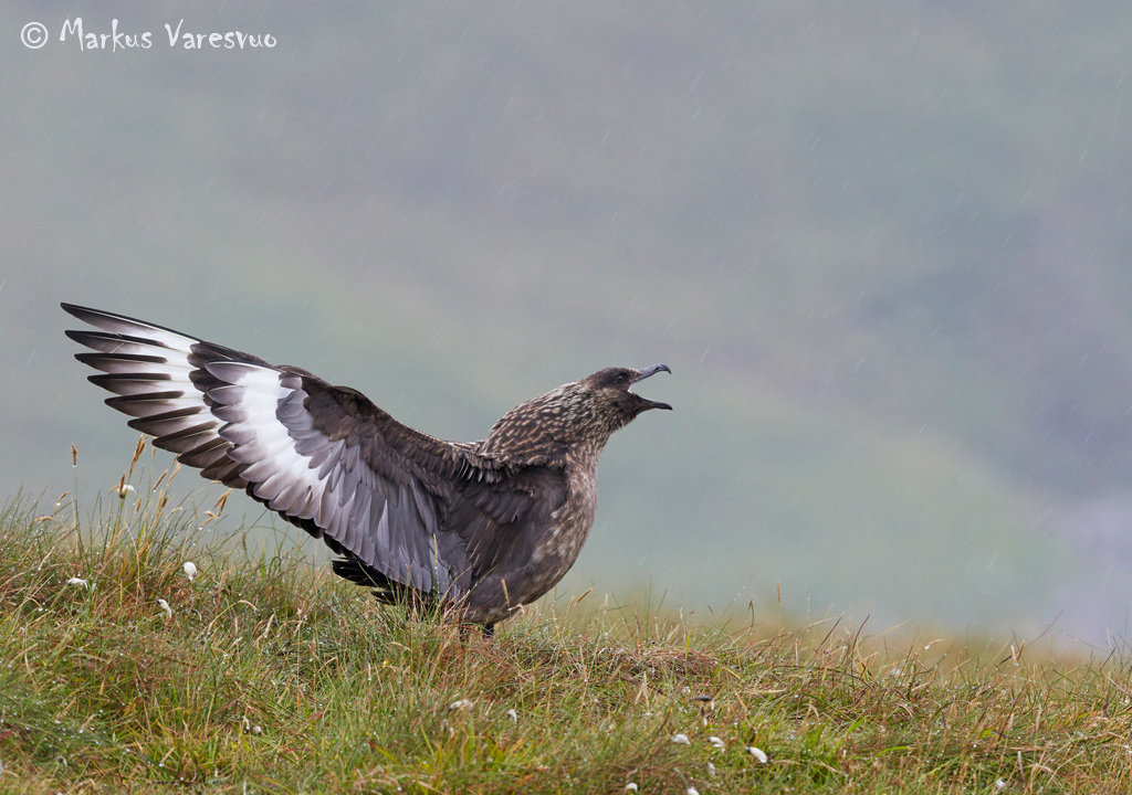 Photo by Markus Varesvuo. Great-Skua44_MV-srgb