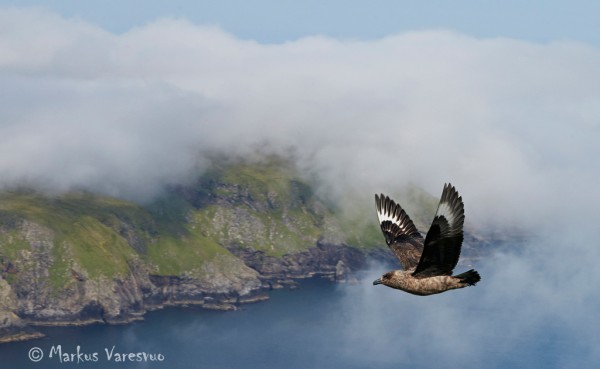Photo by Markus Varesvuo. Great-Skua49_MV-srgb