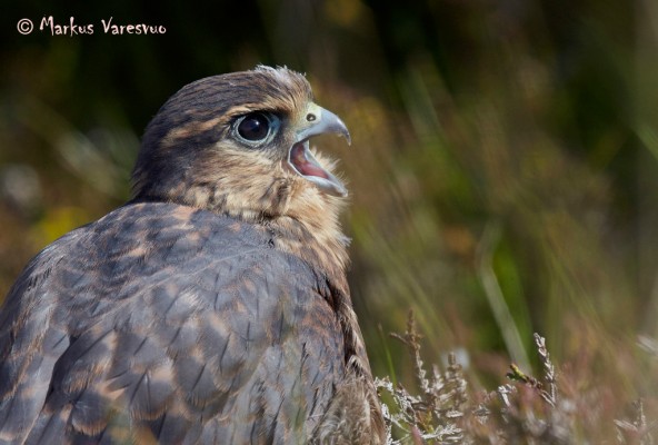 Photo by Markus Varesvuo. MK_07