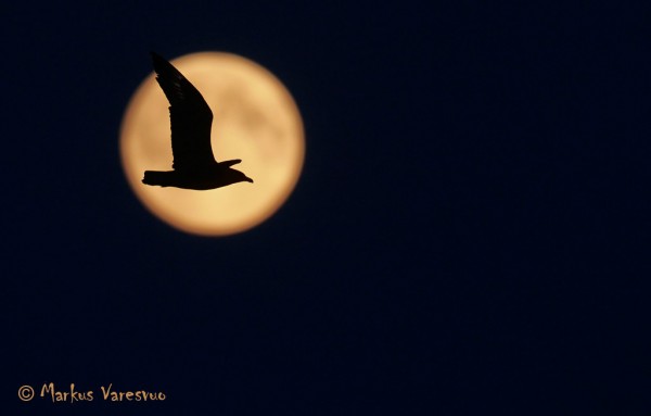 Photo by Markus Varesvuo. MK_10