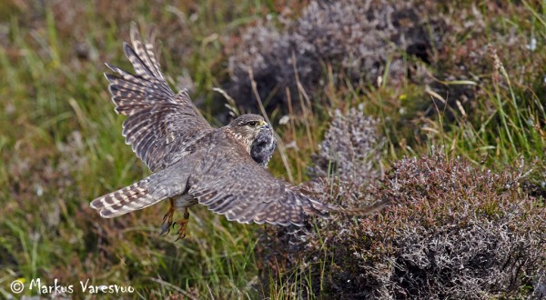 Photo by Markus Varesvuo. Merlin70_MV-srgb