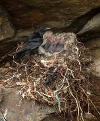 Raven with chicks. Photo by Brydon Thomason. Raven at nest. Photo by Brydon Thomason.