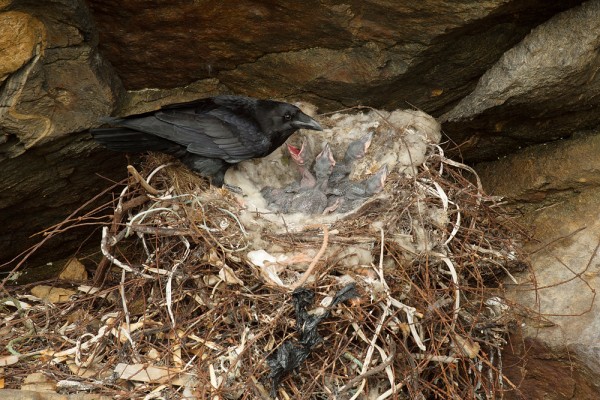 Raven with chicks. Photo by Brydon Thomason.