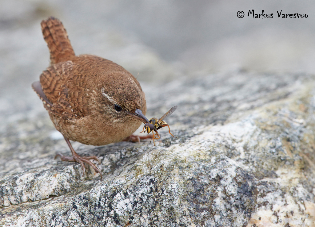 Photo by Markus Varesvuo. Wren-MV-srgb