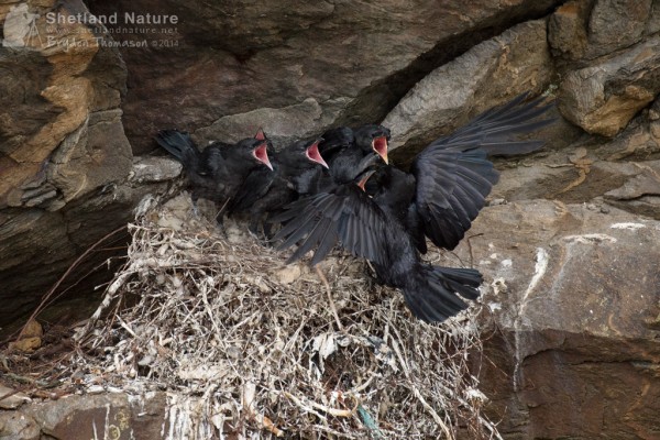 Fully-feathered chicks. Photo by Brydon Thomason.
