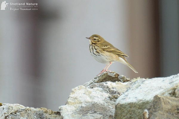 Olive-backed Pipit. Photo by Brydon Thomason.