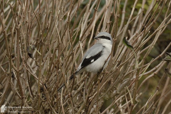 Great-grey Shrike. Photo by Brydon Thomason.