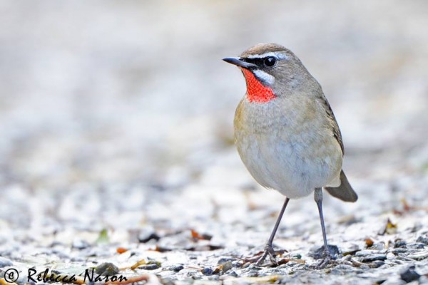 Siberian Rubythroat. Photo by Rebecca Nason.