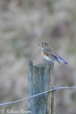 Red-flanked Bluetail. Photo by Rebecca Nason.
