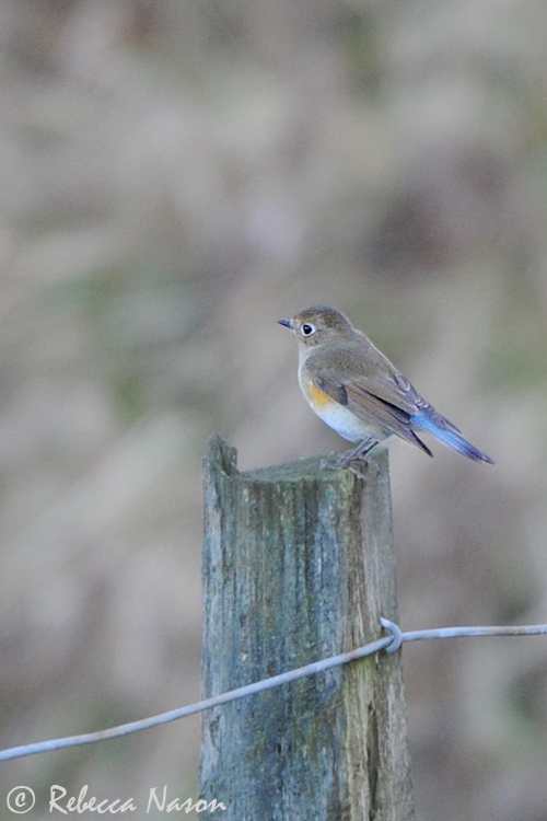 bluetail chesterfield