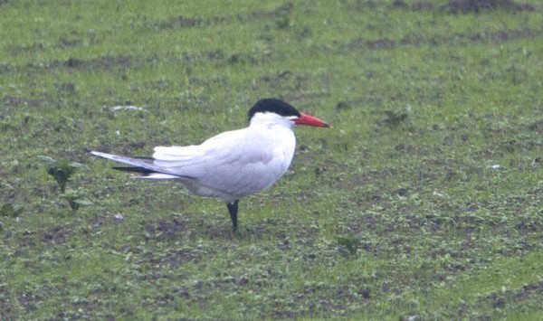 Caspian Tern at Quendale. Photo by Roger Riddington.