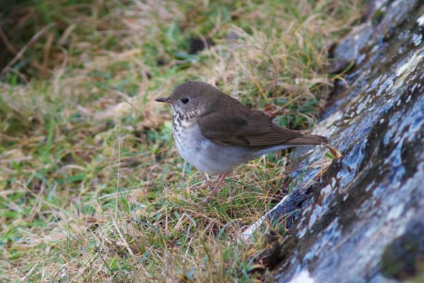 Grey-cheeked Thrush at Strandurgh Ness, Fetlar. Photo by Rory Tallack.