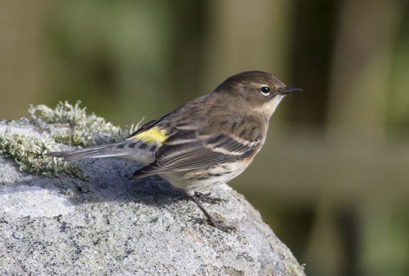 Yellow-rumped Warbler at Grutness. Photo by Roger Riddington.