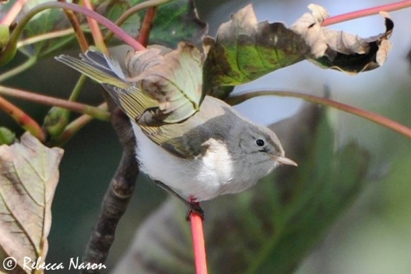 Eastern Bonelli's Warbler at Scalloway. Photo by Rebecca Nason.