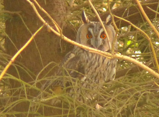 Long-eared Owl at Unst. Photo by Chris Rodger.