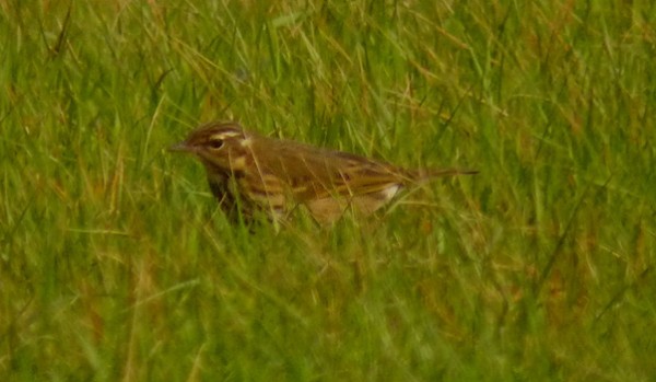 Olive-backed pipit: Houbie, Fetlar – found by the group. Photo by Chris Rodger.