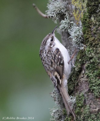 ‘Northern’ treecreeper, Halligarth, Unst. Photo by Robbie Brookes.