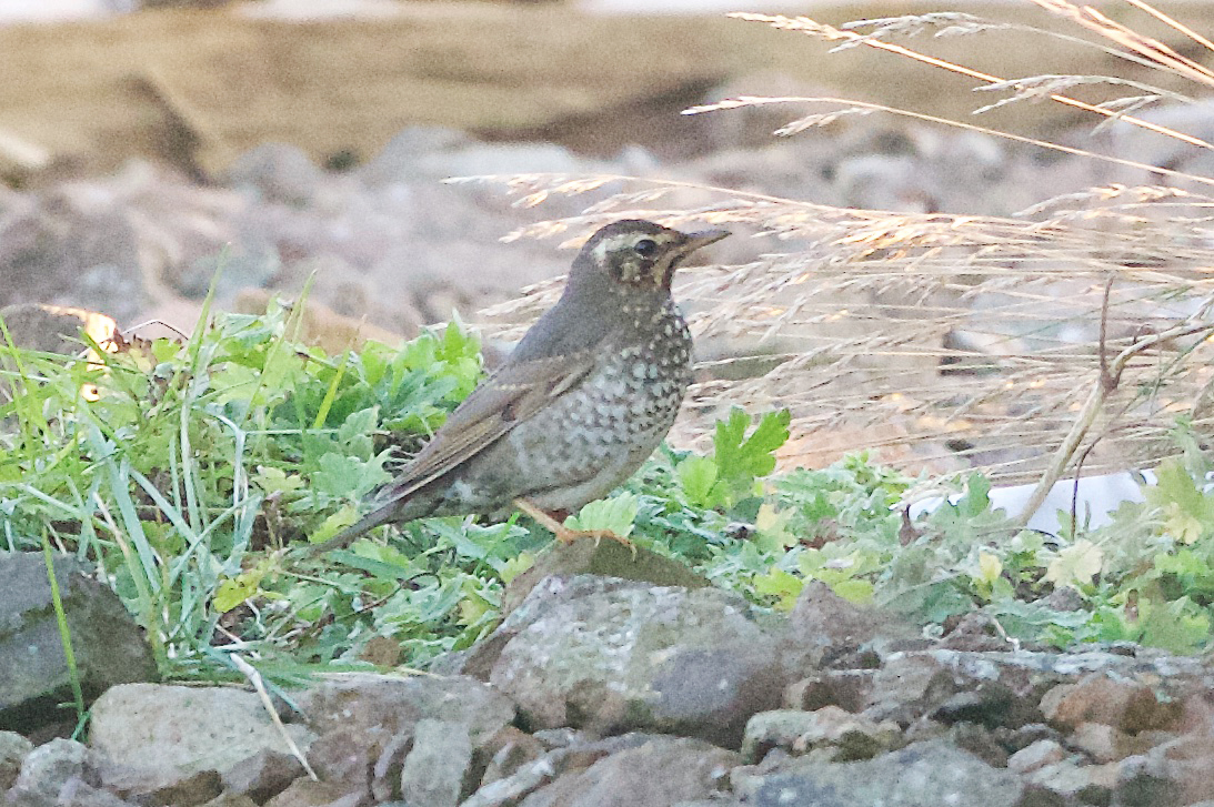 Siberian Thrush. Photo by Richard Somers Cocks.