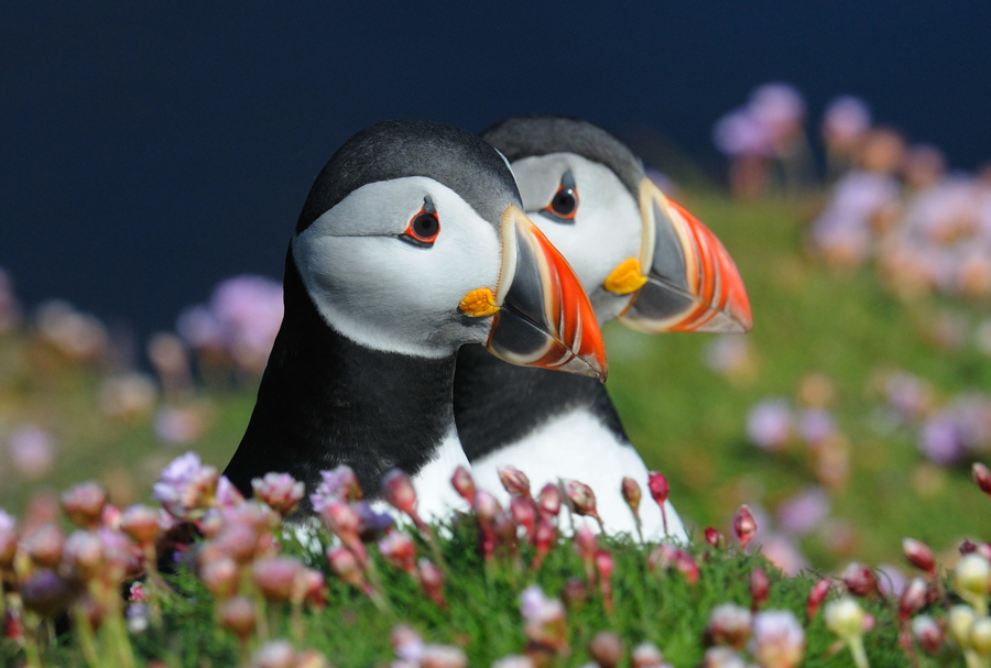 shetland puffin tours