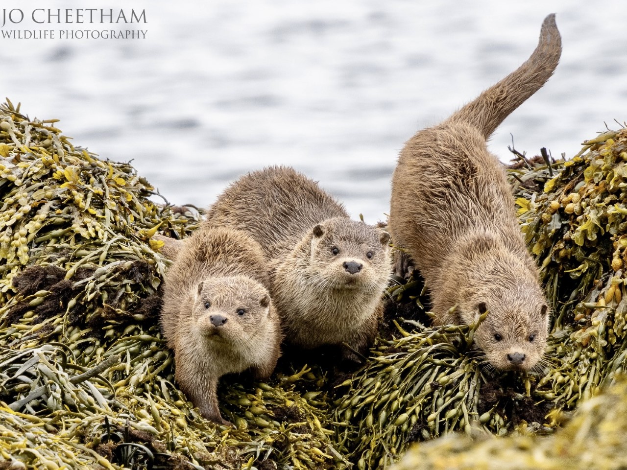 Otter family